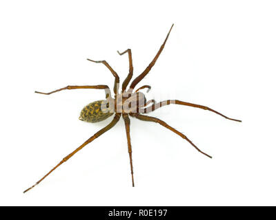 Maison velu (araignée Tegenaria domesticus) sur fond blanc Banque D'Images