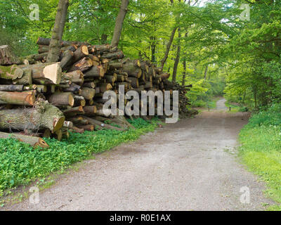 Pile de grumes coupées géant le long d'une route forestière au printemps Banque D'Images