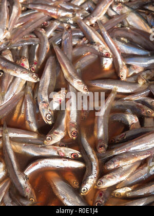 L'anchois frais dans une échoppe de marché Banque D'Images