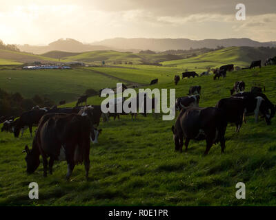 Les vaches pendant le coucher du soleil en Nouvelle Zélande campagne Banque D'Images