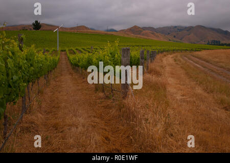 Vignoble organique avec dans le domaine de l'éolienne Banque D'Images