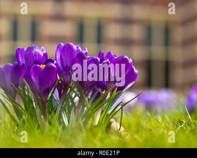 Un groupe de crocus en fleurs violet Banque D'Images