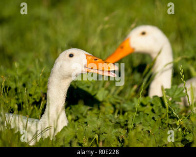 Un couple de canard blanc est au repos dans un champ d'herbe Banque D'Images