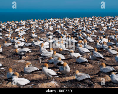 Fou de Bassan colonie à Cape Kidnappers en Nouvelle-Zélande Banque D'Images