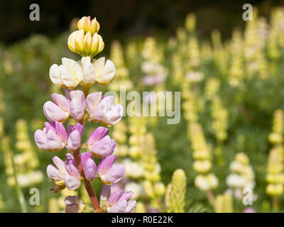 Fleur de lupin (Lupinus polyphyllus) dans l'environnement naturel Banque D'Images