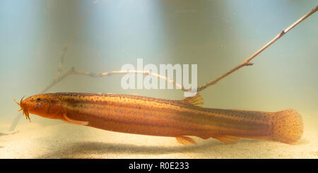 Sommaire d'un loach météo (Misgurnis fossilis) dans l'habitat naturel Banque D'Images