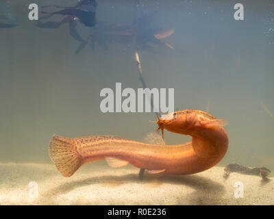 Météo européenne loach (Misgurnis fossilis) dans l'habitat naturel Banque D'Images