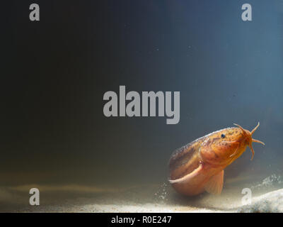 Météo européenne loach (Misgurnis fossilis) dans un rayon de soleil Banque D'Images