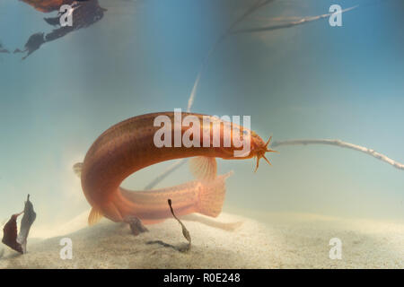 Météo européenne loach (Misgurnis fossilis) Nager dans l'habitat naturel Banque D'Images