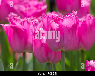 Close up of frangé tulipes roses dans le Keukenhof, Pays-Bas Banque D'Images