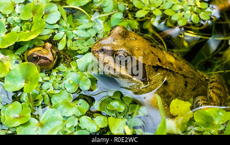 Une grenouille rousse (Rana temporaria) et l'hydrocharide grenouillette grenouillette entouré de mauvaises herbes de l'étang dans un étang de jardin. UK Banque D'Images