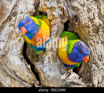 Deux perroquets lorikeet arc-en-ciel ( Trichoglossus moluccanus ) dans leur nid hollow Banque D'Images