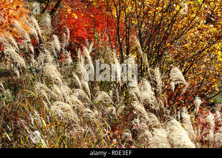 Automne feuillage en campagne près de Tazawako, Akita, Japon Banque D'Images