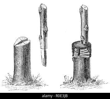 Gauche : Wildling et Edelreis quand le greffage dans l'espace (le riz lors de l'insertion d'un Wildling est coupé en biseau), à droite : un Edelreis Spaltpfropfen avec fini, anonym 1911 Banque D'Images
