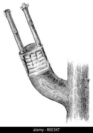Le greffage sur les branches des arbres plus anciens protégés, anonym 1911 Banque D'Images