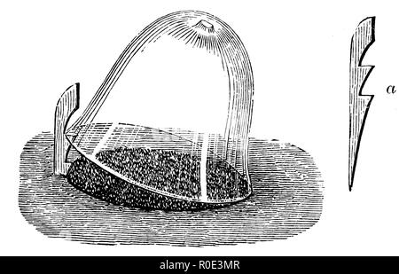 Semer sous verre cloches, a) la ventilation du bois pour la cloche, anonym 1911 Banque D'Images