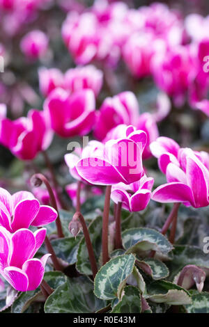 Cyclamen persicum 'Snowridge' fleurs. Banque D'Images