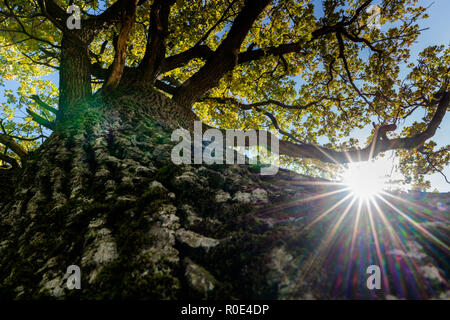 Soleil brille à travers un magnifique vieux chêne sur un vert luxuriant summer meadow Banque D'Images