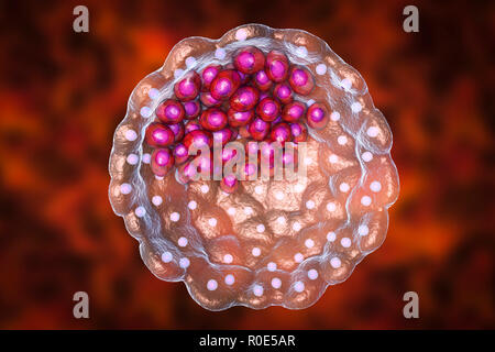 Blastocyste, illustration de l'ordinateur. Un blastocyste est une boule creuse de cellules avec un centre liquide formé après plusieurs divisions d'un ovule cellule (zygote). La masse cellulaire interne (violet) contient les cellules qui formeront l'embryon proprement dit, les cellules souches embryonnaires (CSE). Banque D'Images