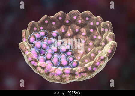 Blastocyste, illustration de l'ordinateur. Un blastocyste est une boule creuse de cellules avec un centre liquide formé après plusieurs divisions d'un ovule cellule (zygote). La masse cellulaire interne (violet) contient les cellules qui formeront l'embryon proprement dit, les cellules souches embryonnaires (CSE). Banque D'Images