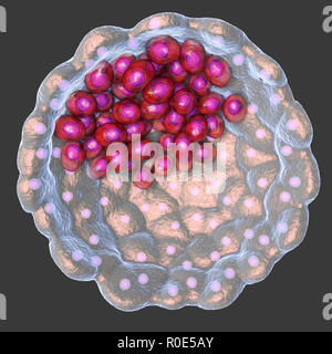 Blastocyste, illustration de l'ordinateur. Un blastocyste est une boule creuse de cellules avec un centre liquide formé après plusieurs divisions d'un ovule cellule (zygote). La masse cellulaire interne (violet) contient les cellules qui formeront l'embryon proprement dit, les cellules souches embryonnaires (CSE). Banque D'Images