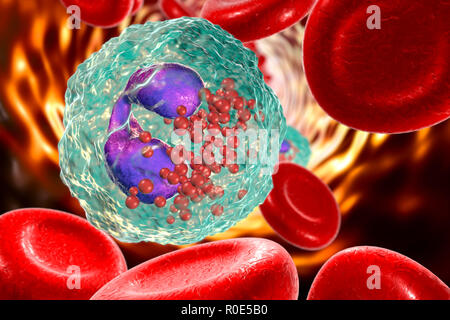 Globules blancs éosinophiles. Illustration d'ordinateur d'éosinophiles de cellules de sang blanches, montrant leurs noyaux lobées (violet). Les éosinophiles, comme toutes les cellules de sang blanches, font partie du système immunitaire. Ils sont responsables de la lutte contre les parasites multicellulaires et certaines infections. En même temps que les cellules de mât, ils contrôlent également les mécanismes associés à l'allergie et l'asthme. Ils sont les granulocytes qui se développent au cours de l'hématopoïèse dans la moelle osseuse avant de migrer dans le sang. Banque D'Images