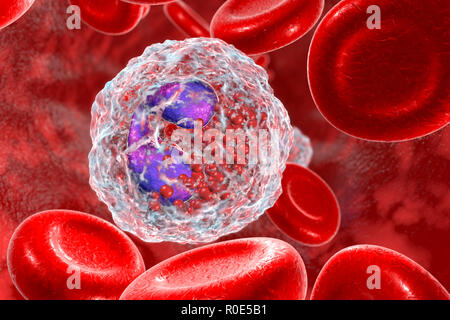 Globules blancs éosinophiles. Illustration d'ordinateur d'éosinophiles de cellules de sang blanches, montrant leurs noyaux lobées (violet). Les éosinophiles, comme toutes les cellules de sang blanches, font partie du système immunitaire. Ils sont responsables de la lutte contre les parasites multicellulaires et certaines infections. En même temps que les cellules de mât, ils contrôlent également les mécanismes associés à l'allergie et l'asthme. Ils sont les granulocytes qui se développent au cours de l'hématopoïèse dans la moelle osseuse avant de migrer dans le sang. Banque D'Images