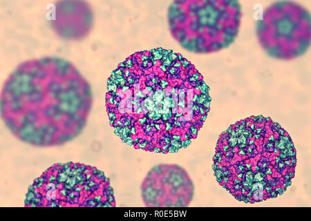 Virus Coxsackie du groupe B, illustration de l'ordinateur. Ces virus provoquent des infections du cœur (Myocardite, péricardite), la plèvre (pleurodynie, maladie de Bornholm), du pancréas (pancréatite) et du foie (hépatite). Banque D'Images