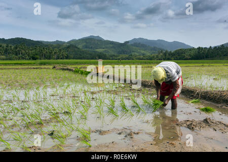 La plantation des travailleurs dans le domaine de riz, Philippines Banque D'Images