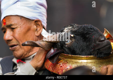 BHAKTAPUR, NÉPAL, 24 novembre 2010 : Rituel du sacrifice de chèvre : un homme tenant une plaque avec une tête de chèvre coupé dans Bhaktapur, Népal Banque D'Images