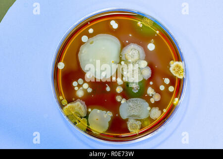 Les microbes de plus en boîte de Pétri. Banque D'Images