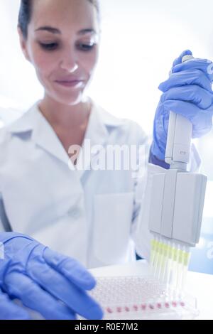 Laboratoire femelle assistant à l'aide d'une pipette multi. Banque D'Images