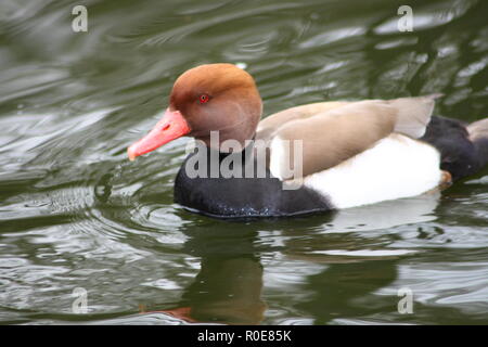 Un mâle nette rousse (Netta rufina) dans de l'eau Banque D'Images