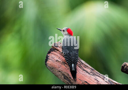 Yucatan Woodpecker (Melanerpes pygmaeus) perché sur une poutre dans la biosphère de Sian Ka'an réserver à Quintana Roo, Mexique Banque D'Images