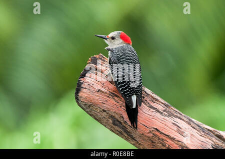 Yucatan Woodpecker (Melanerpes pygmaeus) perché sur une poutre dans la biosphère de Sian Ka'an réserver à Quintana Roo, Mexique Banque D'Images