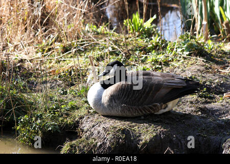 Bernache du Canada (Branta canadensis) Banque D'Images