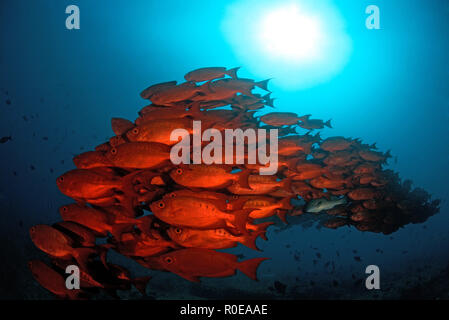 Lunar-queue, obèse ou Moontail goggle eye (Priacanthus hamrur bullseye), scolarisation, Tofo (Mozambique) Banque D'Images