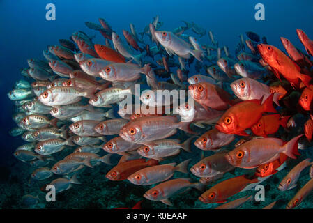 Lunar-queue, obèse ou Moontail goggle eye (Priacanthus hamrur bullseye), scolarisation, Tofo (Mozambique) Banque D'Images