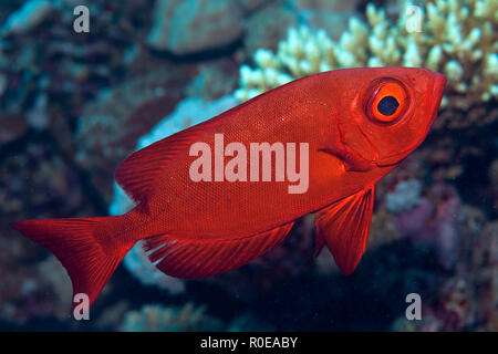 Lunar-queue, obèse ou Moontail goggle eye (Priacanthus hamrur bullseye), Hurghada, Egypte Banque D'Images