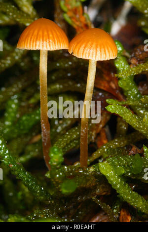 Fée des champignons, saignements Casque Mycena haematopus. Deux organes de fructification sur mousse Banque D'Images