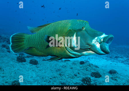 Napoleonfisch (Cheilinus undulatus) mit offenem Maul, Palaos, Mikronesien | Giant Napoléon (Cheilinus undulatus), bouche ouverte, Palau, Micronésie Banque D'Images