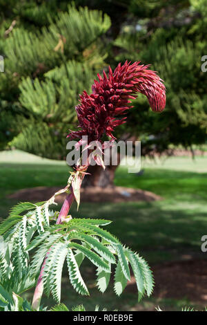 Sydney, Australie, fleur d'un grand géant melianthus ou miel bush fleurs Banque D'Images