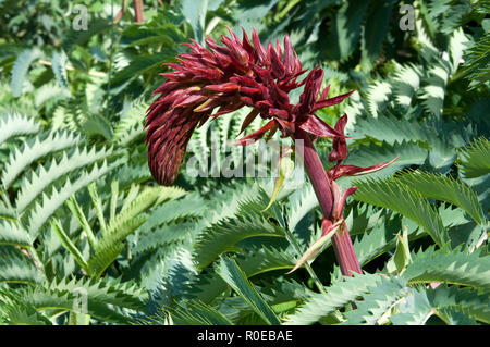 Sydney, Australie, fleur d'un grand géant melianthus ou miel bush fleurs Banque D'Images