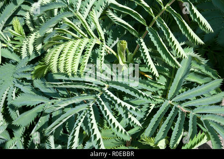 Sydney, Australie, les feuilles d'un grand géant melianthus ou miel bush fleurs Banque D'Images