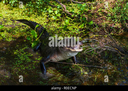 Un aligator dans l'écosystème fragile d'un marais de Louisiane, Bayou L'ours près de Thibodaux, en Louisiane. Banque D'Images