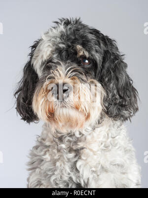 Noir et blanc portrait de chien Cockapoo Banque D'Images