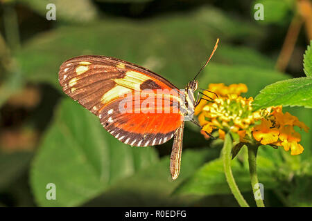 Hecales Longwing (Heliconius hecale) Amérique du Sud Banque D'Images