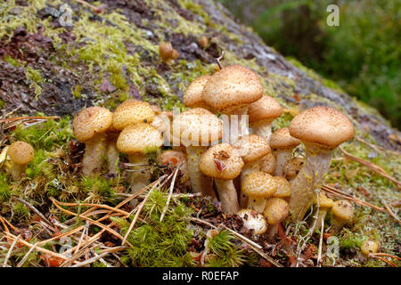 Miel immatures - champignon Armillaria mellea Banque D'Images