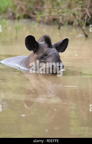 Un Lowland Tapir (Tapirus terrestris) prenant un bain en Amérique du Pantanal, Brésil Banque D'Images