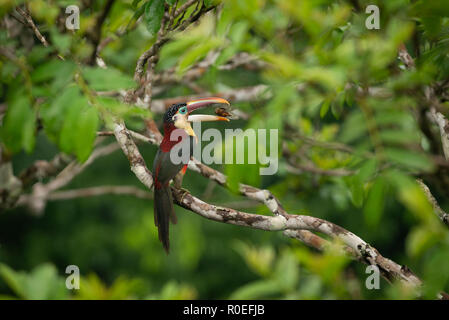 Un Curl-crested Aracari se nourrissant d'une cigale à la canopée de la forêt amazonienne Banque D'Images